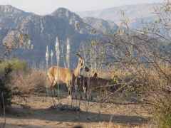 photo of Ibex at Dana